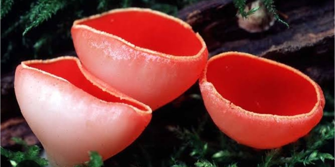 Эх! Скоро весна 🌱