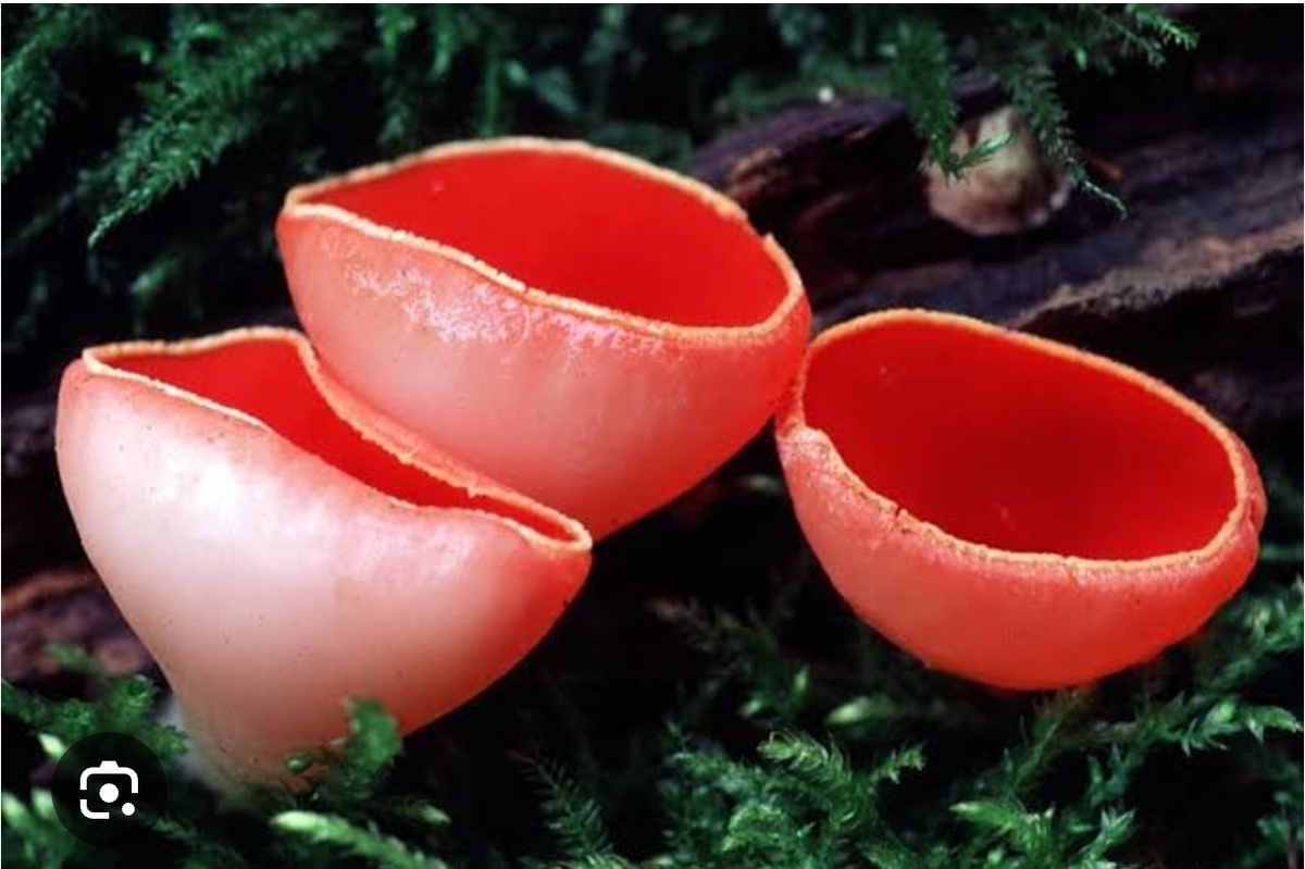 Соркацифа алая