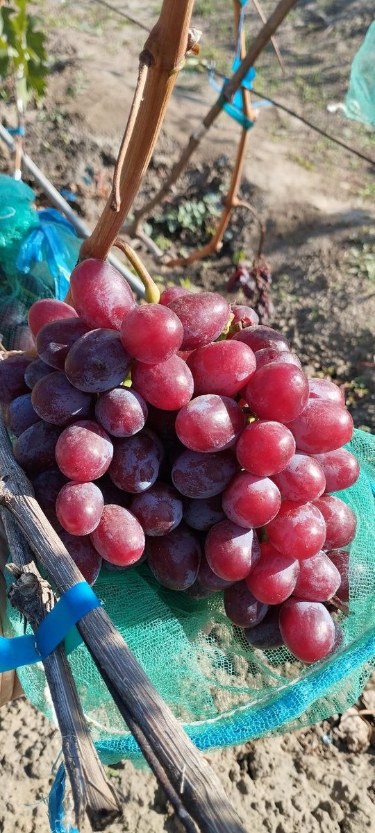 Безымянный. Фото из телеграм канала Щереденкова В.А. t.me/vinogradshcheredenkova