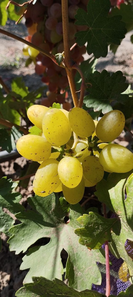 Мускат солнечный. Фото из телеграм канала Щереденкова В.А. t.me/vinogradshcheredenkova