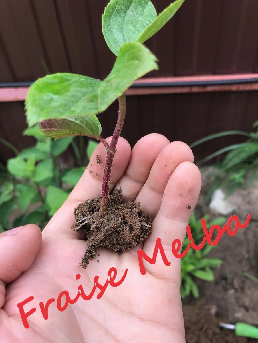 черенку гортензии около месяца