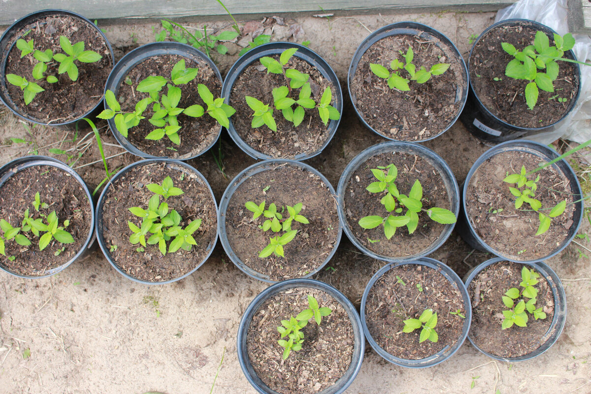 2021, следующий сезон, пересадка в горшки