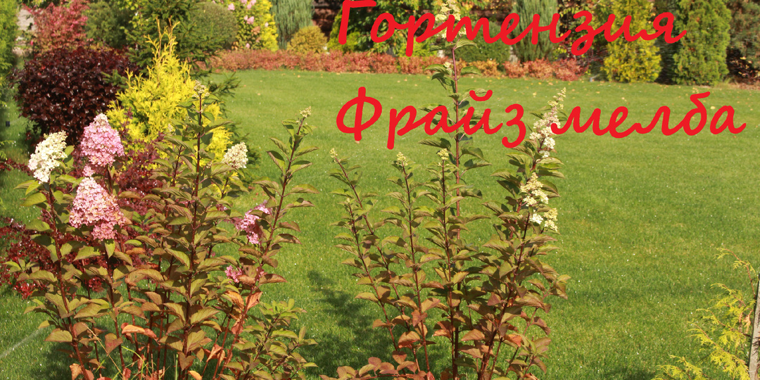 ГОРТЕНЗИЯ "ФРАЙЗ МЕЛЬБА". МОЙ ПЕРВЫЙ ПРОМАХ. (изгородь из черенков за 5 лет)