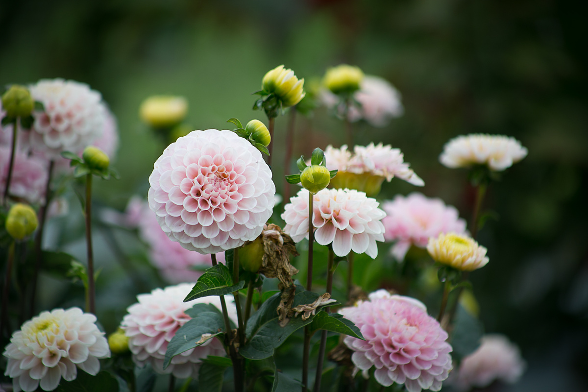 Георгин Wizard of Oz. Автор фото Елена Якимова / Greenfingers