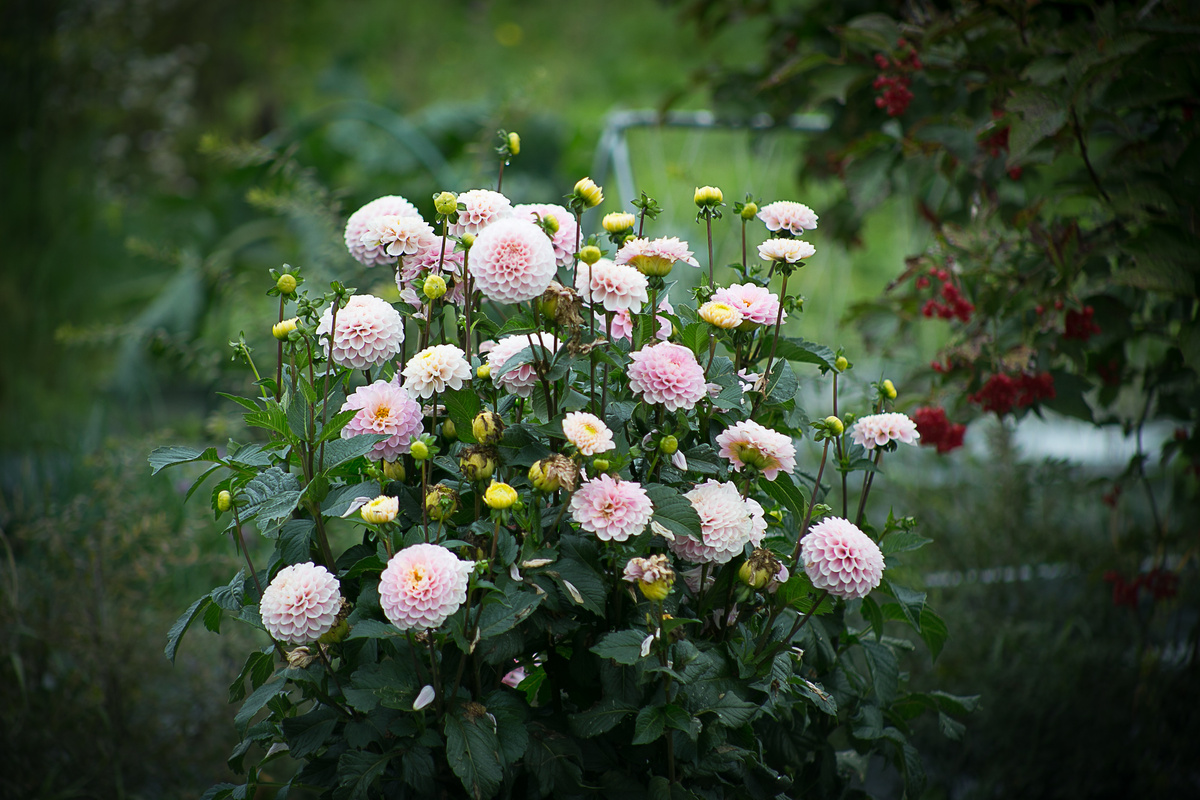 Георгин Wizard of Oz. Автор фото Елена Якимова / Greenfingers