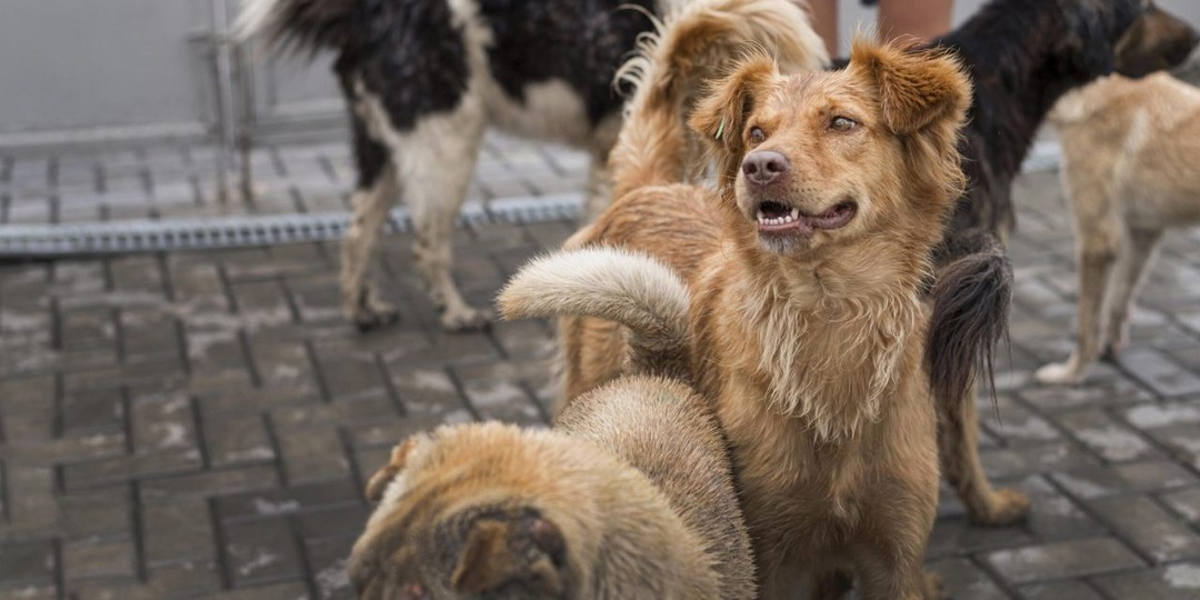 Два десятка злобных дворняг терроризируют обитателей жилкомплекса под Воронежем