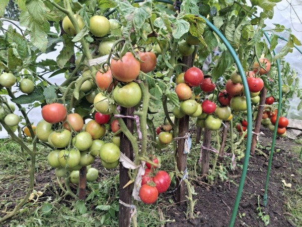 10 фактов о питании томата, которые полезно знать огороднику