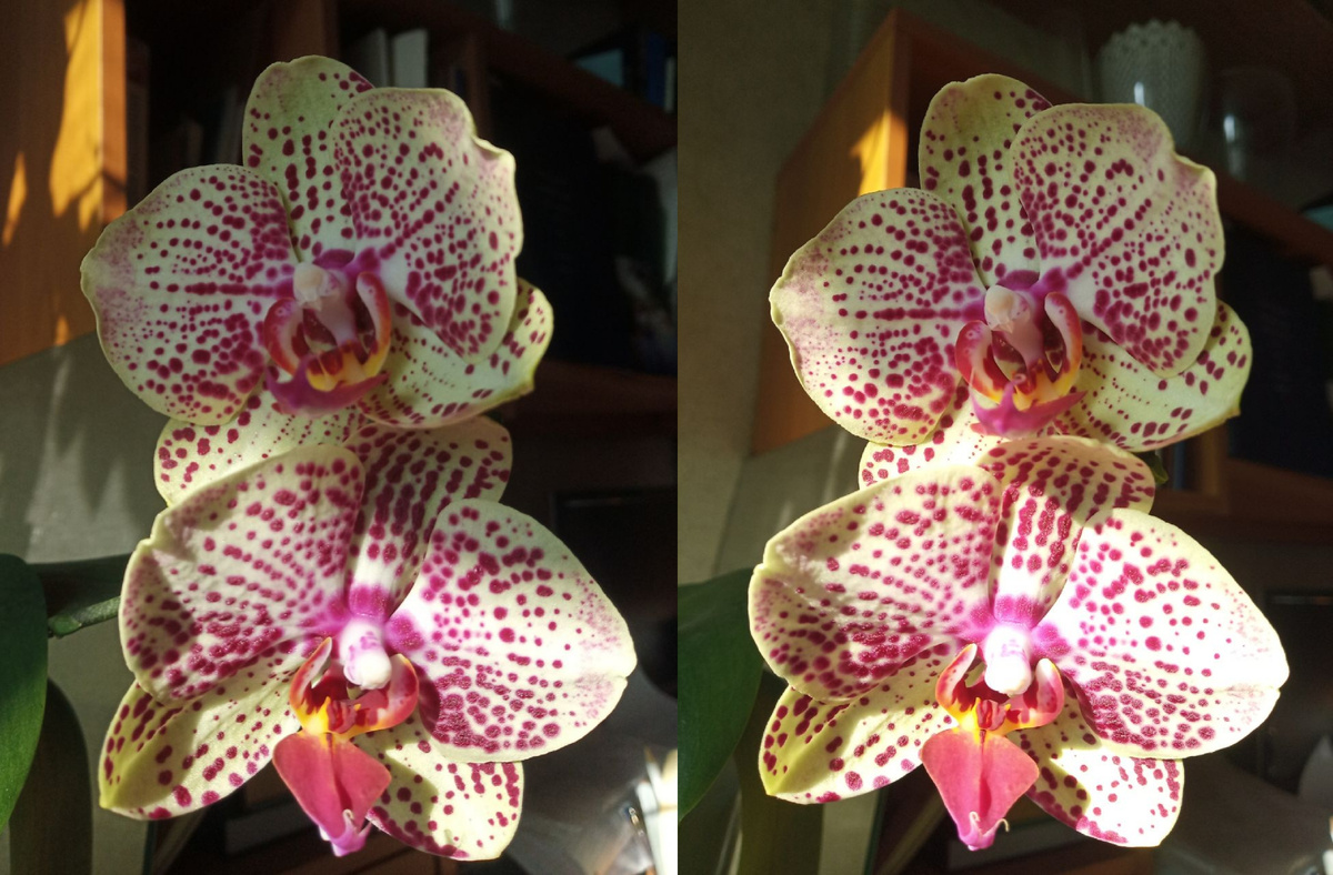 Орхидея фаленопсис Т-8010 первое домашнее цветение, на солнышке