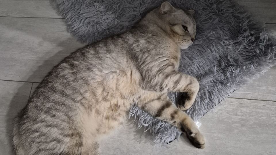 Почему у котика свисает живот