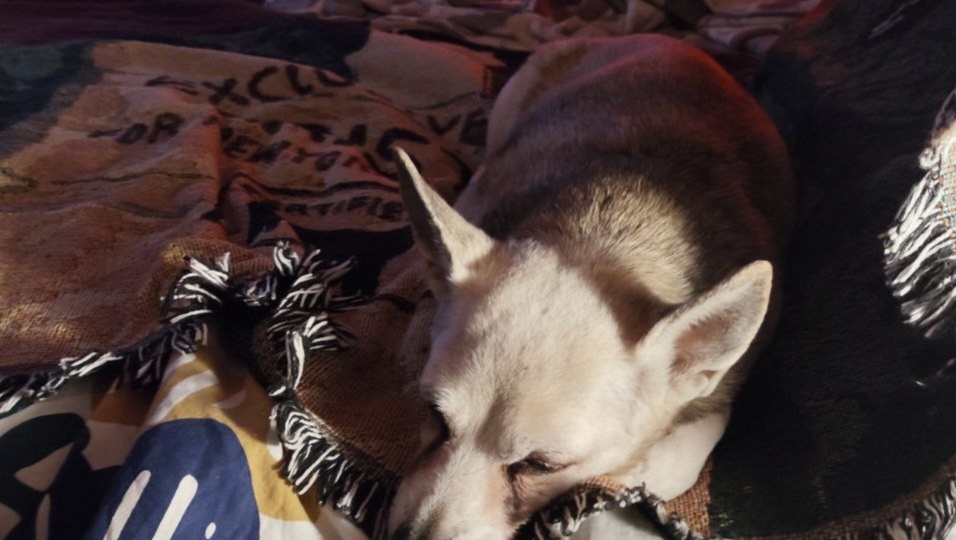 Сказочная жизнь нашего Куки из «скелетика» в московские графы