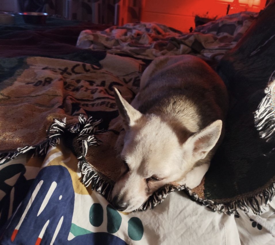 Любимец публики Куки 🐶💖