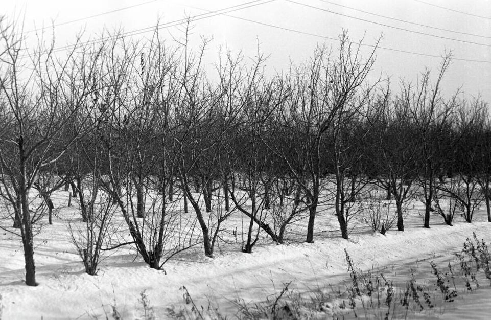    Абрикосовые деревья, растущие в открытом грунте в экспериминтальном саду Дальневосточного научно-исследовательского института сельского хозяйства / РИА «Новости»