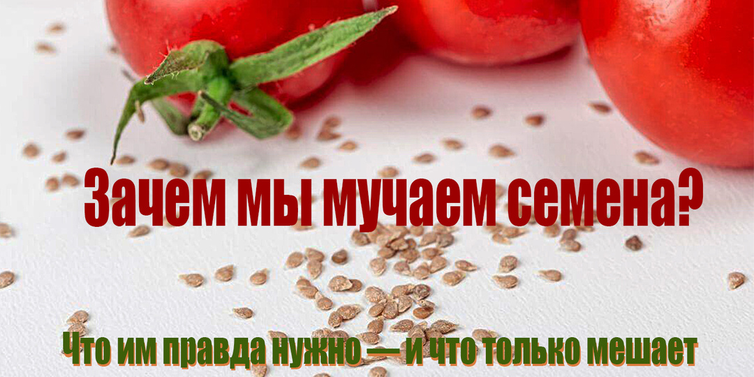 Зачем мы издеваемся над семенами? Что им реально нужно, а что вредно