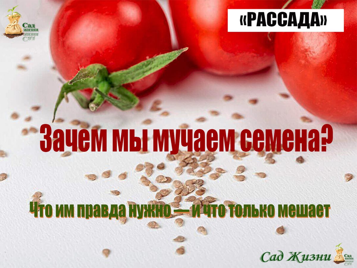 Зачем мы издеваемся над семенами? Что им реально нужно, а что вредно