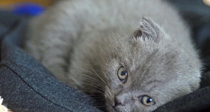    Фото Вячеслав Вольгин