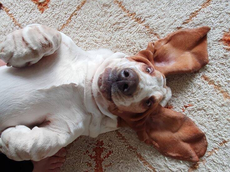 Сайт питомника