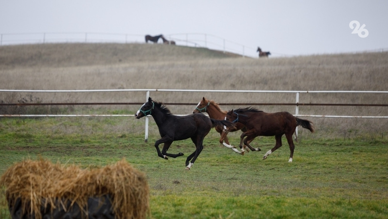    Лошадь может привести всадника домой, если тот забыл дорогу Фото: Дмитрий Ахмадуллин / / ИА «Победа26»