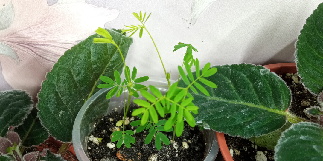 Что растет в квартире? Часть 7.