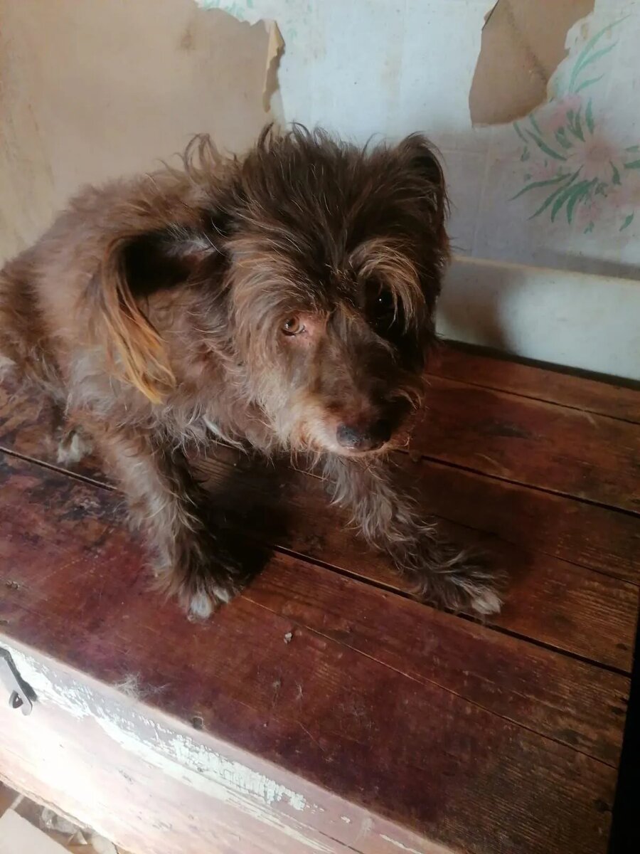 Старичок Чарли спасенный из отлова. О нем помнят только две женщины, которые частично помогают оплачивать проживание в тепле