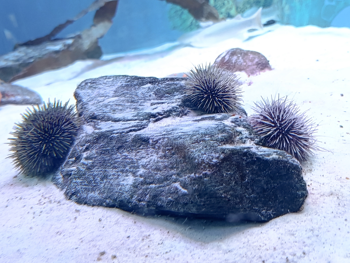 Серые морские ежи оккупировали камень. 