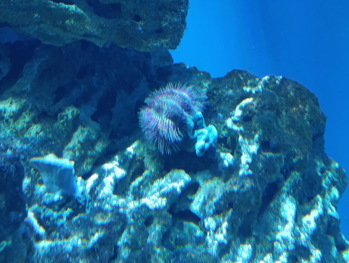 Еж сальмацис - красный короткоиглый (Salmacis bicolor). 