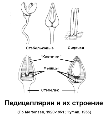 Ещё один вид ножек - педицеллиярии. Изображение взято из открытых источников Интернета. 