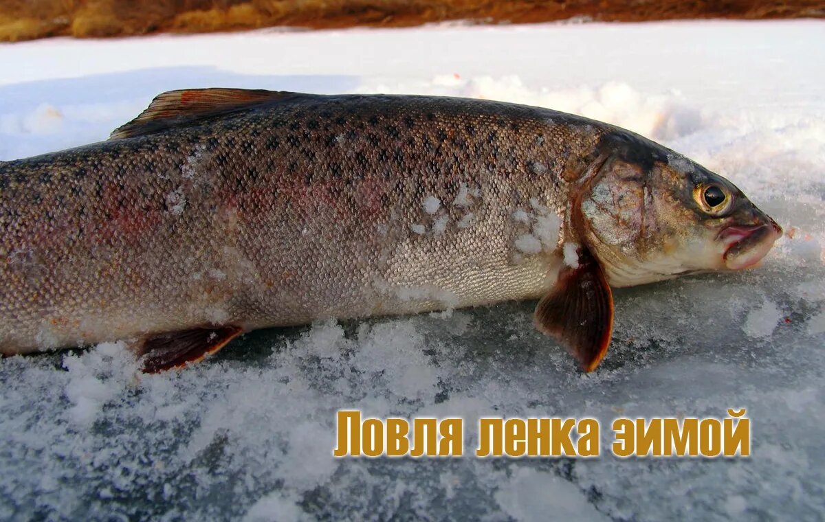 Поймали ленку :)