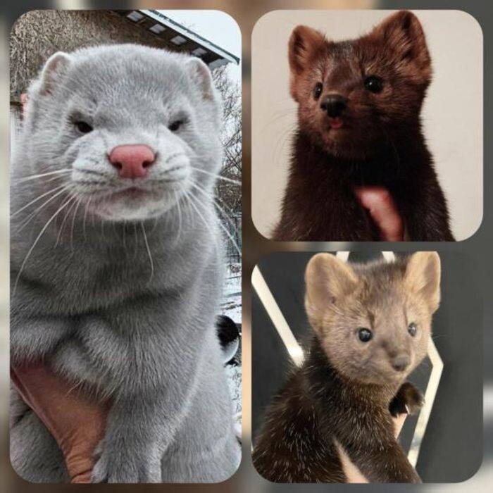 Иллюстрация: предоставлена Благотворительным фондом им. мистера Жопэна