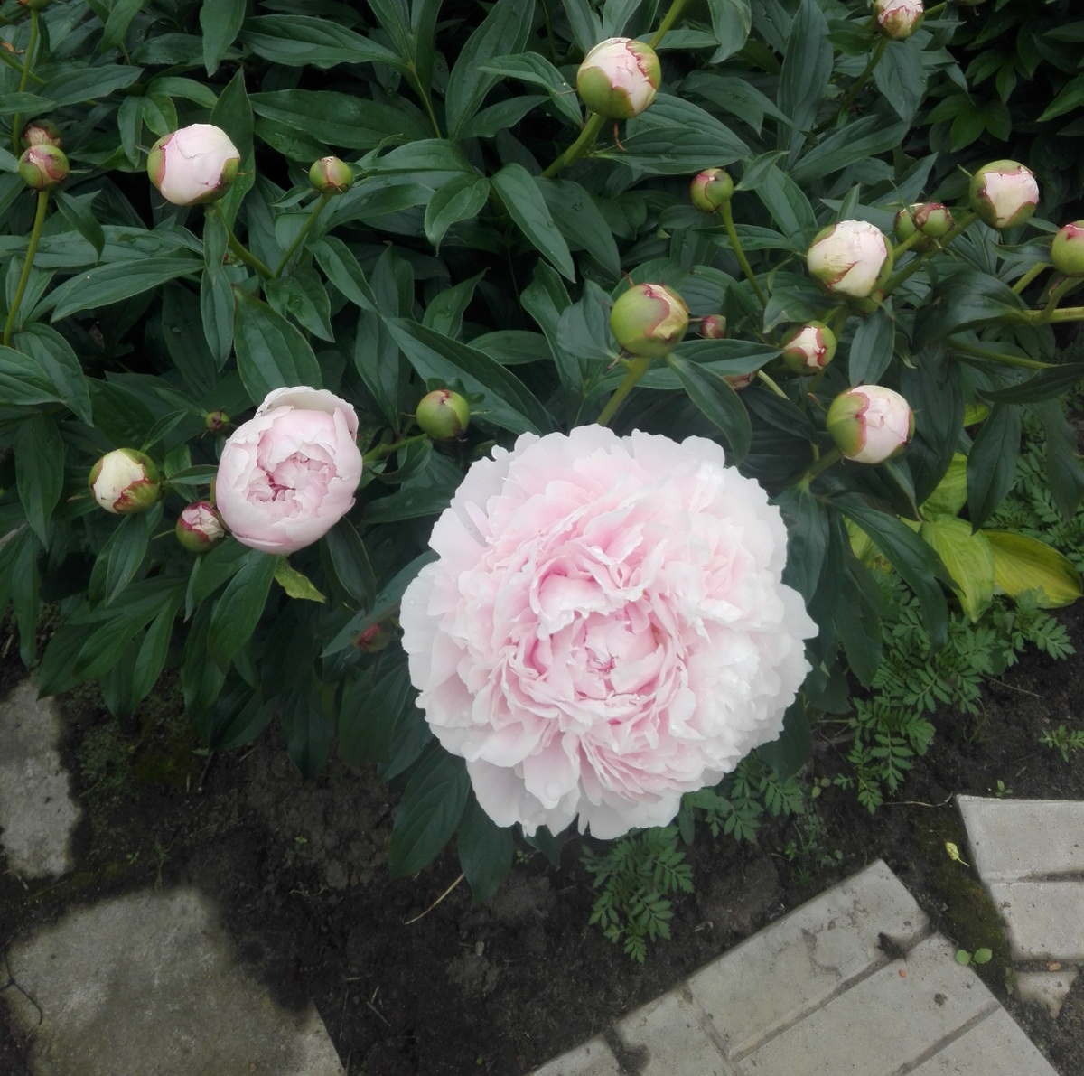 Покупала как Сару Бернар. В реапле пион более розовый. Если это не Сара, помогите идентифицировать. Есть сомнения.