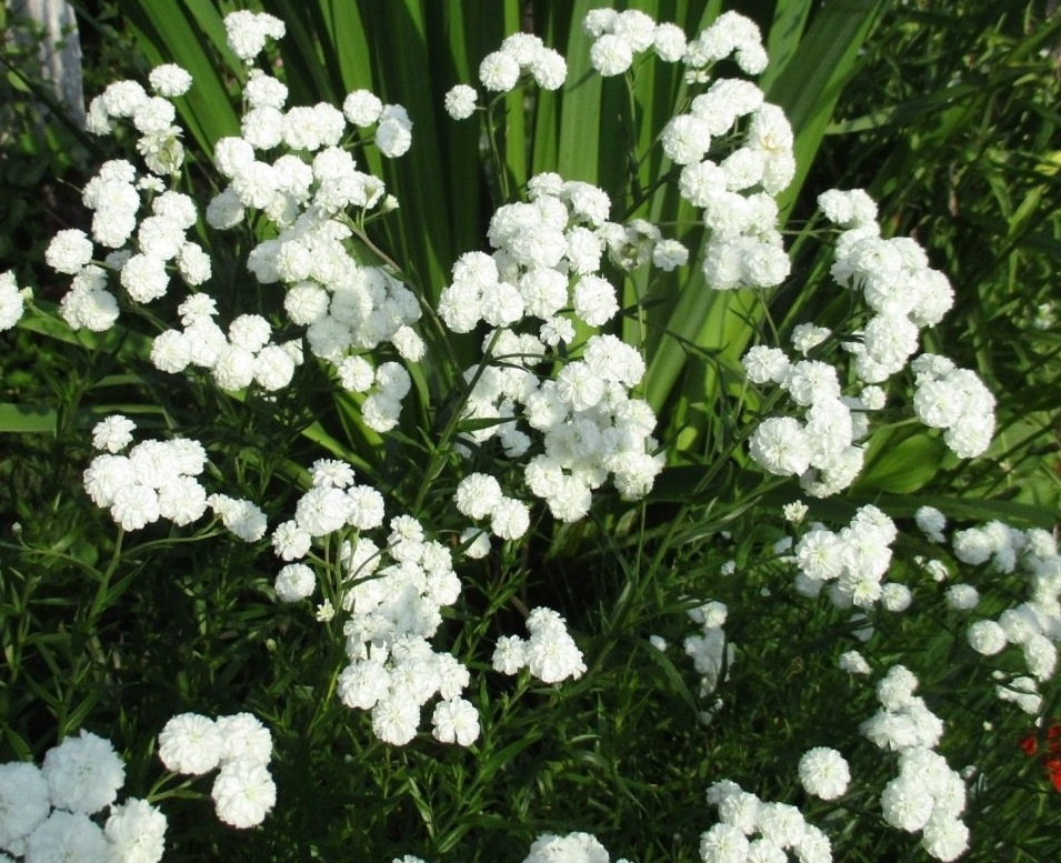 Птармика. Она же жемчужница (тысячелистник)