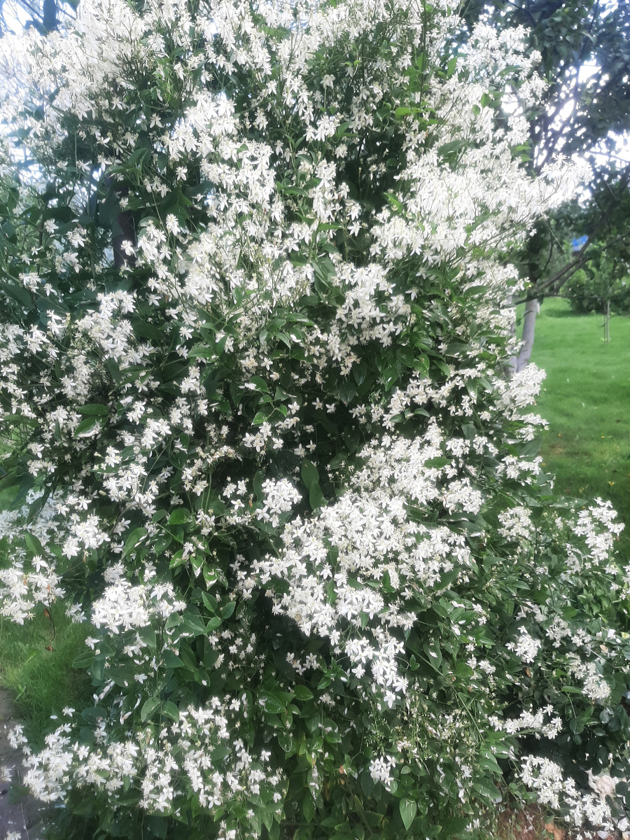 Еще один клематис (княжик?)