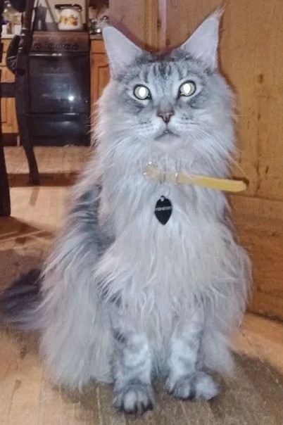 У этого кота весьма избирательные предпочтения