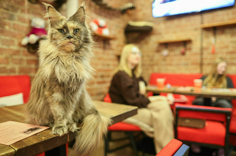   Алексей Белкин/NEWS.ru/ТАСС