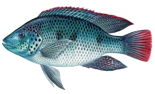 Oreochromis andersonii