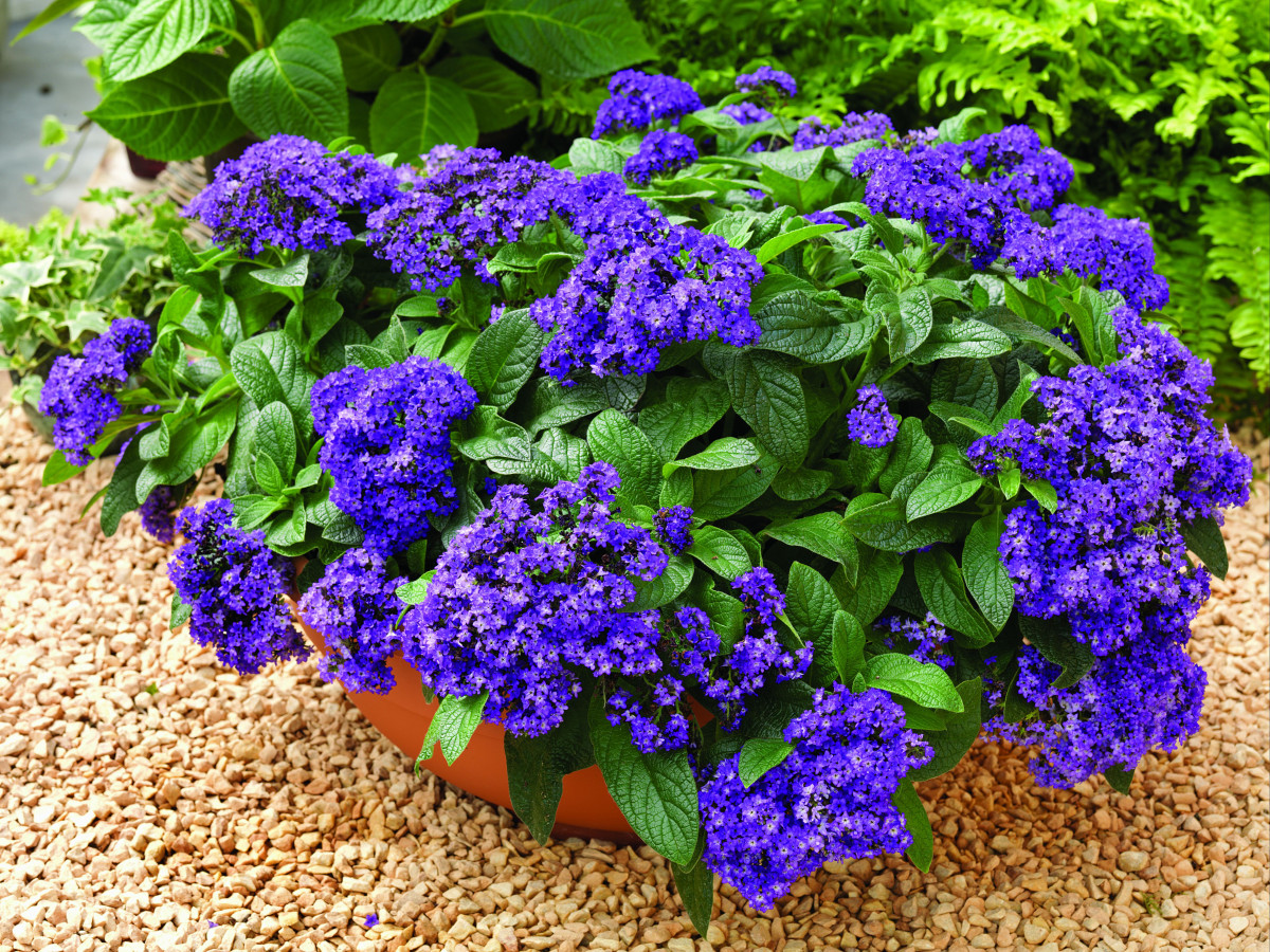 фото из интернета. Ну кто же такой не захочет?