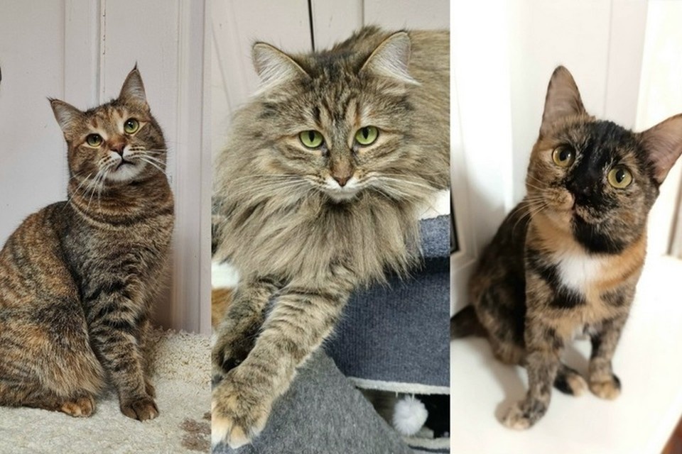    Ищем дом для животных из Ижевска. Фото: котофонд «Спасем вместе».