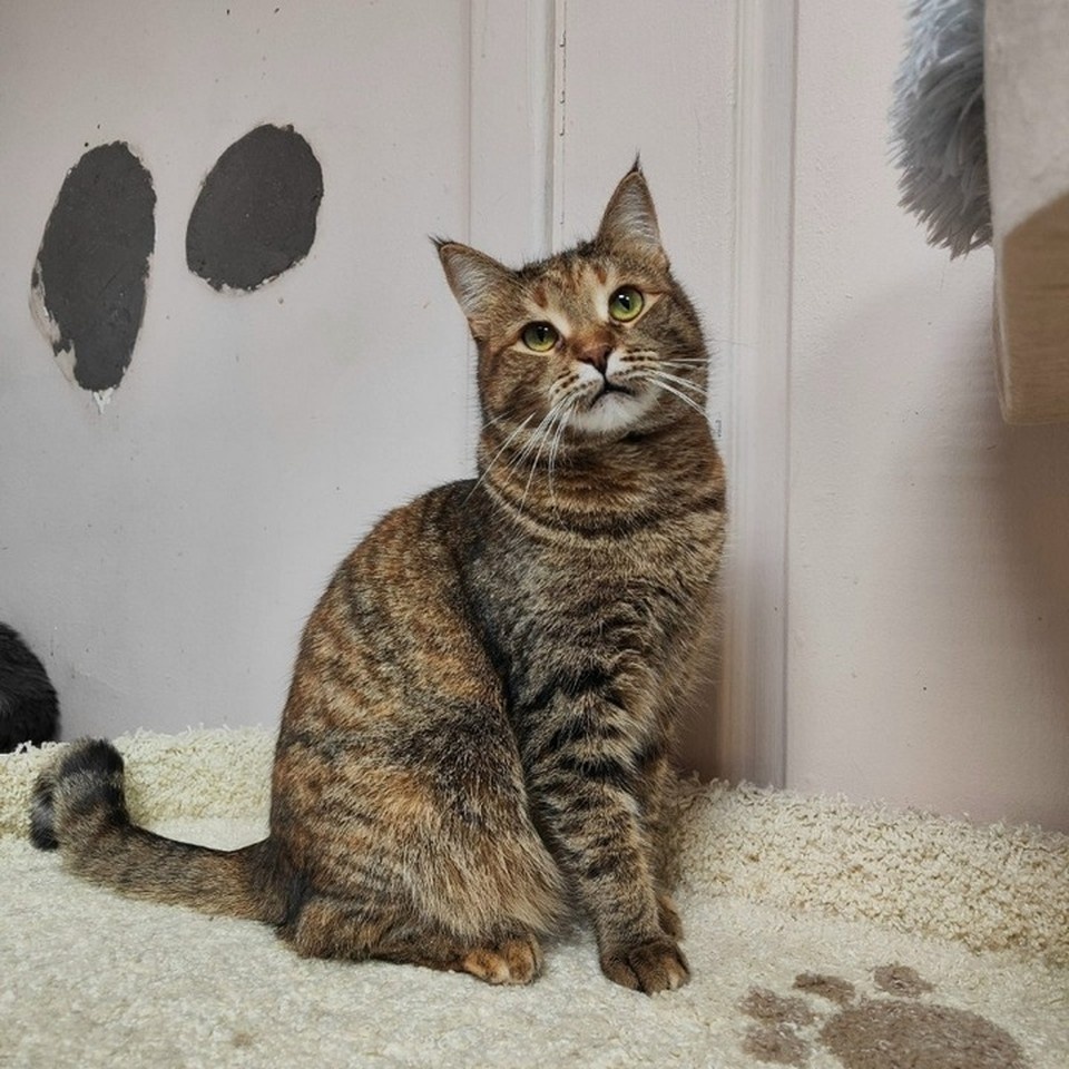    Фото: котофонд «Спасем вместе».