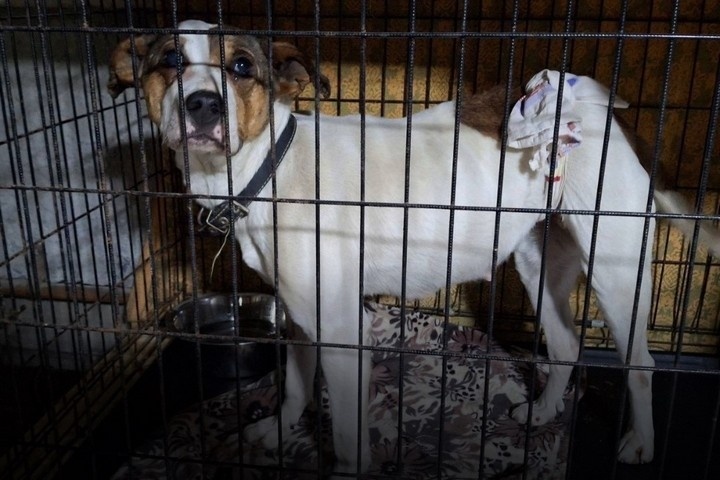    фонд «ЗООзащита»