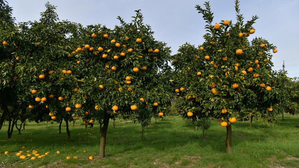 © Sputnik / Томас Тхайцук