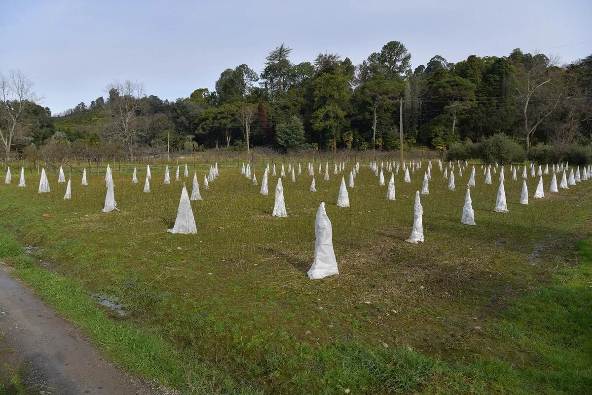 Цитрусовые растения, выращенные на территории института сельского хозяйства 