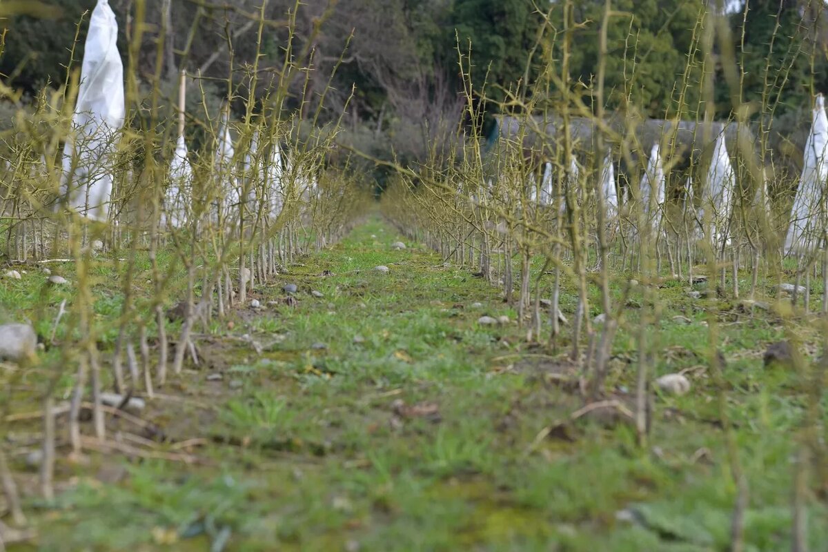 Цитрусовые растения, выращенные на территории института сельского хозяйства 