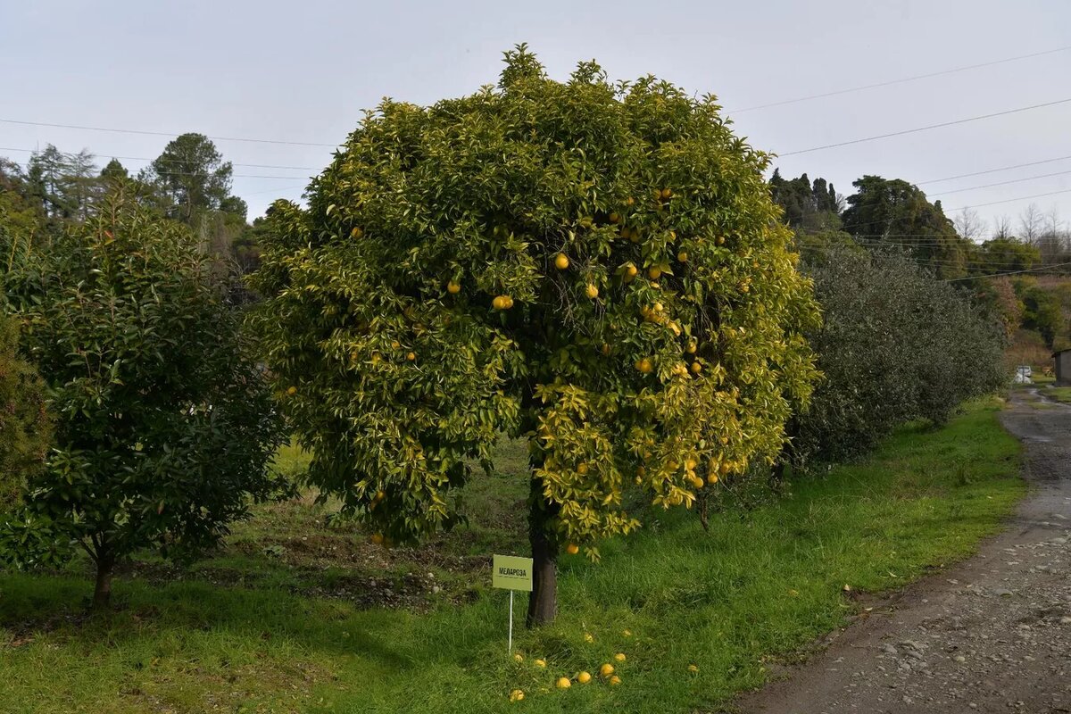 Цитрусовые растения, выращенные на территории института сельского хозяйства 