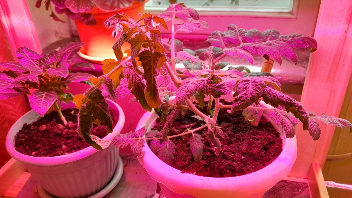 Черри стояли на второй полке этажерки вместе с перцем.