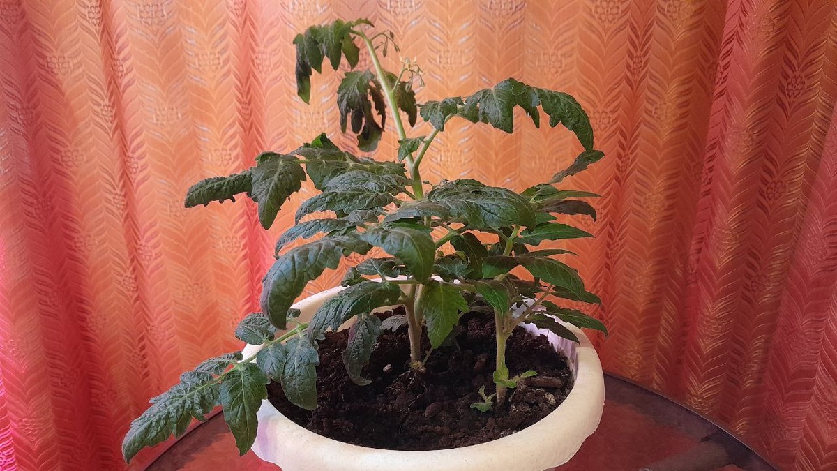 Уже большие для одного горшка.