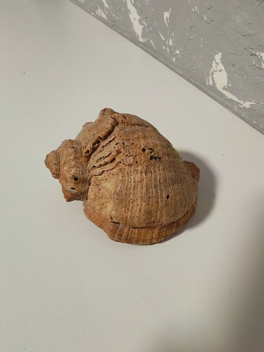 Ракушка- реликвия