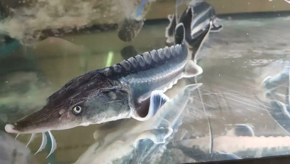 Стерлядь. Фото из открытых источников