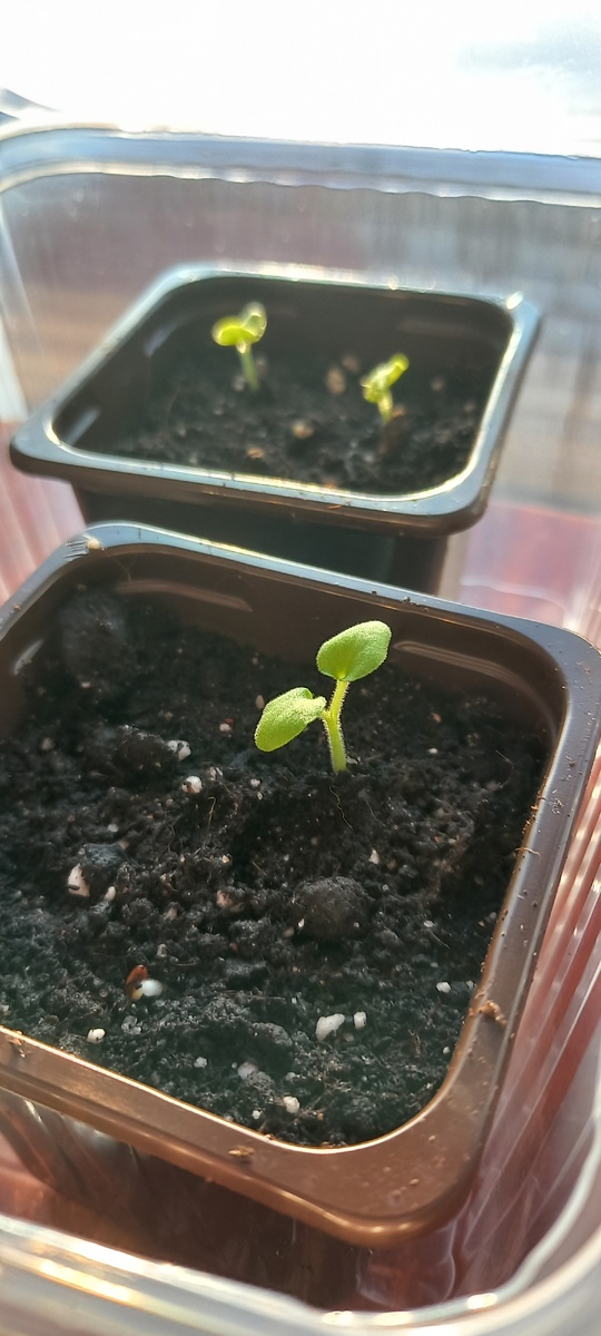 Первые росточки