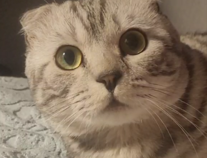 Почему кошки шипят на пустой угол или комнату