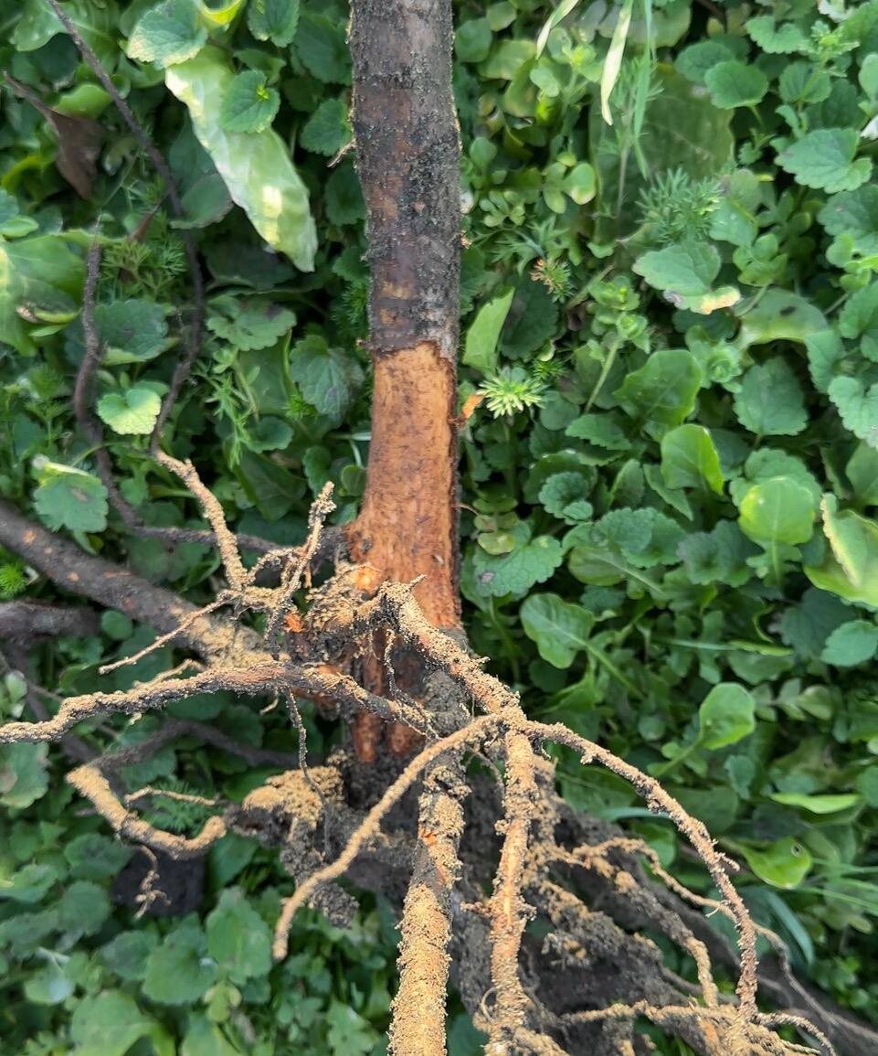 Часть подвоя - ствол и корень обгрызано мышами при хранении саженца до высадки в прикопе. Наше фото.