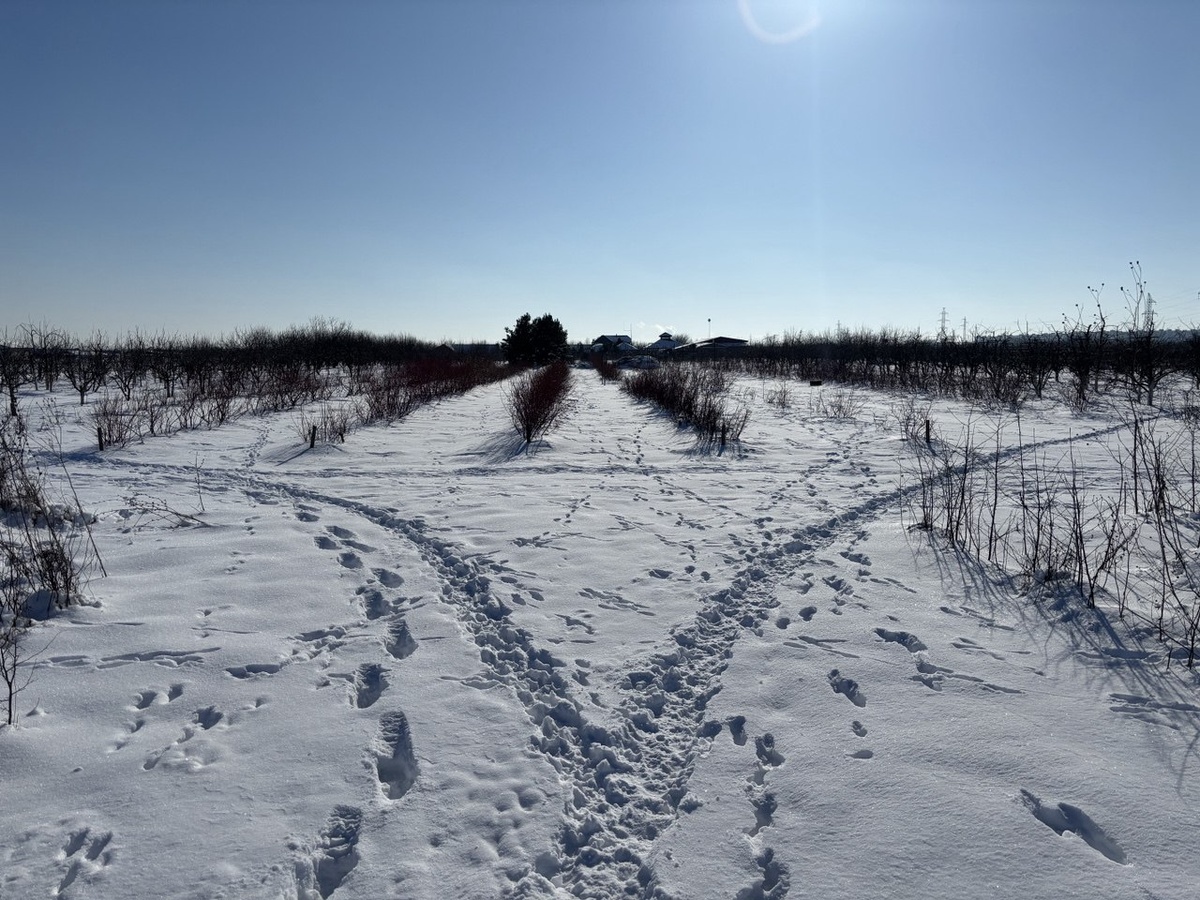 Заячья тропа раздваивается у нашей плантации голубики.